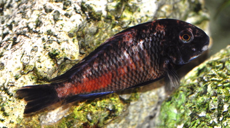 Tropheus sp. 'red' Cape Kipimbi (Kushangaza)